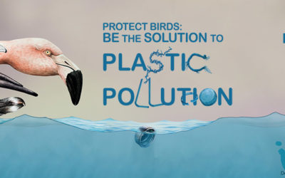 EL LIFE PALUDICOLA CELEBRA EL DÍA MUNDIAL DE LAS AVES MIGRATORIAS