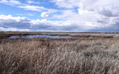 EL LIFE PALUDICOLA CELEBRA EL DÍA EUROPEO DE LA RED NATURA 2000