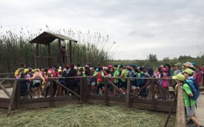 EL CARRICERÍN CEJUDO, AMPLÍA SU ZONA DE ACCIÓN AL MARJAL DE PEÑÍSCOLA