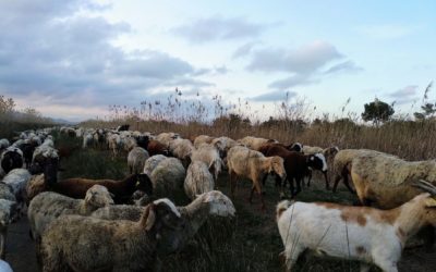 EL PASTOREO CONTROLADO SE REFORZARÁ EN LA COMUNIDAD VALENCIANA CON LA COMPRA DE VACAS DE RAZA RÚSTICA