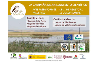 ARRANCA EN AGOSTO LA SEGUNDA CAMPAÑA DE ANILLAMIENTO DE AVES EN PASO POSNUPCIAL