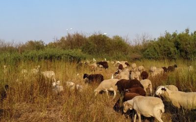FINALIZA LA ÉPOCA DE PASTOREO EN LA MARJAL DELS MOROS