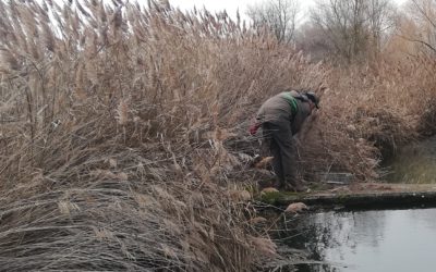 RESULTADOS DEL CONTROL DEL VISÓN AMERICANO EN LOS HUMEDALES DE TIERRA DE CAMPOS