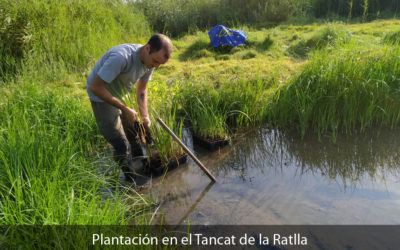FINALIZAN LAS PLANTACIONES EN LA RATLLA