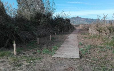 CONTINUAMOS CON LAS PLANTACIONES