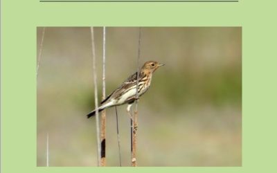 LA REVISTA CIENTIFICA SABUCO PUBLICA UN ARTÍCULO SOBRE LA SITUACIÓN DEL CEJUDO EN CASTILLA-LA MANCHA