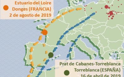 UN CEJUDO ANILLADO EN TORREBLANCA ES RECAPTURADO EN FRANCIA