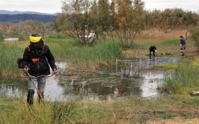 BALANCE DE LA TEMPORADA DE PLANTACIONES EN LA COMUNIDAD VALENCIANA
