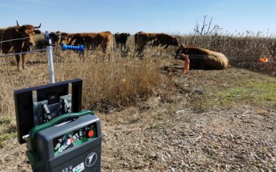 LAS VACAS TRASHUMANTES EN EL PRAT DE CABANES-TORREBLANCA POR TERCERA VEZ