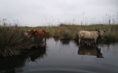 EL GANADO VACUNO VUELVE AL PARQUE NATURAL DE LA MARJAL DE PEGO-OLIVA CON FINES AMBIENTALES
