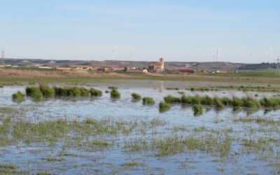 LA LAGUNA DE PEDRAZA NOS MUESTRA SU ESTADO TRAS LAS ACCIONES DE RESTAURACIÓN POR LIFE PALUDICOLA
