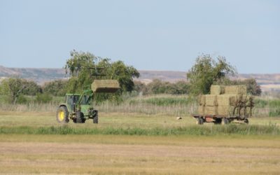BALANCE DE LAS SIEGAS EN LA LAGUNA DE LA NAVA. AÑO 2019