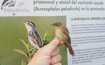 CAMPAÑA DE ANILLAMIENTO PRIMAVERAL 2020 EN LA COMUNIDAD VALENCIANA