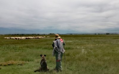 EMPIEZA LA TEMPORADA DE PASTOREO EN LA LAGUNA DE LA NAVA