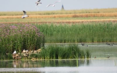 LAS AVES REPRODUCTORAS TAMBIÉN SE BENEFICIAN DE LAS ACCIONES DE MEJORA DE LA INUNDACIÓN EN LAS LAGUNAS DE PEDRAZA Y BOADA
