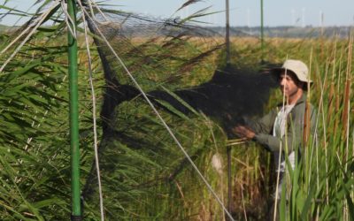 ARRANCA LA TERCERA CAMPAÑA POSNUPCIAL DE ANILLAMIENTO DE AVES