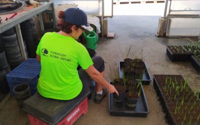 PRODUCCIÓN DE PLANTA ACUÁTICA PARA LAS PLANTACIONES EN LAS MARJALES DE LA COMUNIDAD VALENCIANA