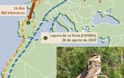 PRIMER REGISTRO DE UN CARRICERÍN CEJUDO ANILLADO EN LAS ISLAS BRITÁNICAS Y RECAPTURADO EN ESPAÑA