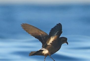 EL NOTICIARIO DE ARDEOLA Y LA REVISTA QUERCUS SE HACEN ECO DE LOS RESULTADOS DEL LIFE PALUDICOLA