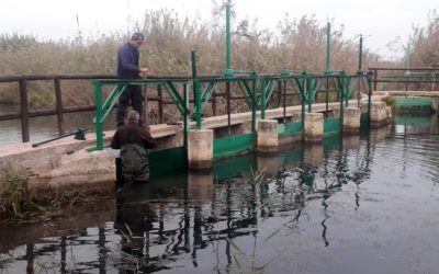 LA REPARACIÓN DE LAS COMPUERTAS DE SANT PERE EN LA MARJAL DE PEGO-OLIVA CONTRIBUYE A MEJORAR LOS HÁBITATS PARA LAS AVES
