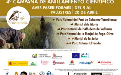 COMIENZA LA CUARTA CAMPAÑA PRENUPCIAL DE ANILLAMIENTO EN LOS MARJALES VALENCIANOS