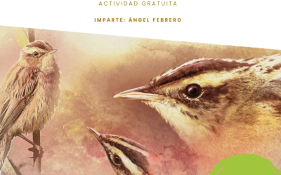 TALLER ONLINE DE ILUSTRACIÓN DE AVES CON ACUARELA