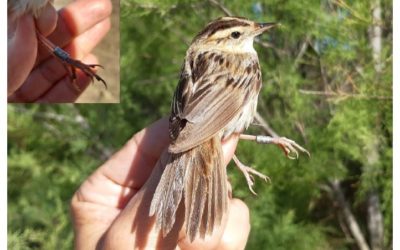 DISPONIBLES EN LA WEB LOS INFORMES DE LAS CAMPAÑAS DE ANILLAMIENTO DE AVES DE 2020