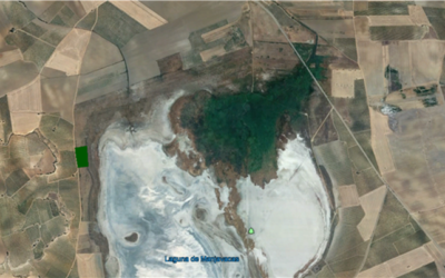 PLANTACIONES PALUDICOLA EN LA MANCHA