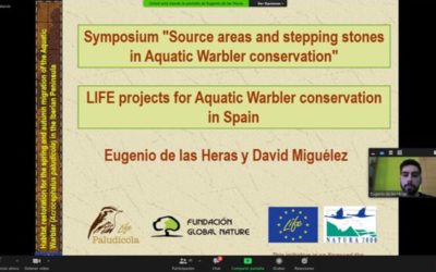 YA DISPONIBLE LA PRESENTACIÓN DEL LIFE PALUDICOLA EN EL SIMPOSIO DEL EQUIPO INTERNACIONAL DE CONSERVACIÓN DEL CARRICERÍN CEJUDO (AWCT) 2021