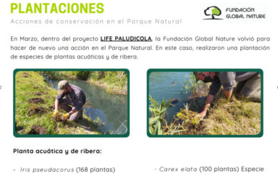 NUEVAS PLANTACIONES EN LOS MARJALES VALENCIANOS EN 2021 Y NOTICIA EN EL BOLETÍN ULLALS