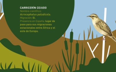 EL LIFE PALUDICOLA PROTAGONISTA DEL DÍA MUNDIAL DE LAS AVES MIGRATORIAS 2021